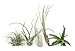 Hinterland Trading Air Plant Assortment 5 Pack Airplants Tillandsia