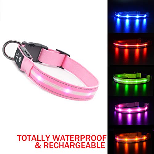 The Best Light Up Dog Collars Dogtime