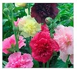 David's Garden Seeds Flower Hollyhock Majorette Double Mix (Multi) 200 Open Pollinated Seeds