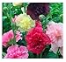 David's Garden Seeds Flower Hollyhock Majorette Double Mix (Multi) 200 Open Pollinated Seeds