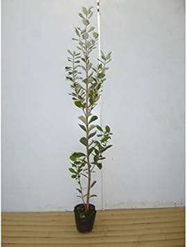 Amazon 植木 庭木 フェイジョア 樹高1 2m前後 18cmポット 常緑シンボルツリー 耐寒性や病害虫や乾燥にも強い 苗木 植木 苗 庭木 生け垣 1本 1 植木