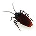 Tipmant RC Cockroach Insect Bug Remote Control Car Vehicle Electric Animal Toy Kids Gift
