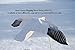 Sillosocks Flapping Snow Goose Decoy, White