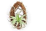 Hinterland Trading Xerographica Grapevine Wreath Basket
