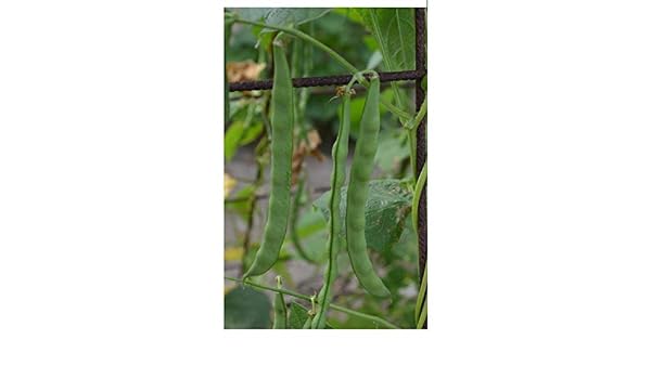 Portal Cool Bush Verde Frijol Semillas Huerto Grano de Princesa ...
