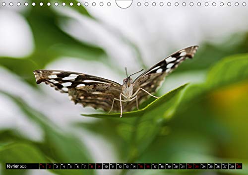 Papillons du monde, vus de près (Calendrier mural 2020 DIN A4 horizontal): Portraits de douze papillons aux couleurs…