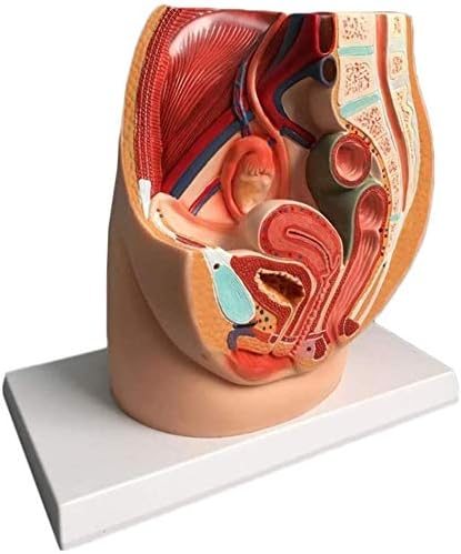 人間の解剖モデル解剖モデル女性骨盤中央矢状婦人科前立腺炎 信憑 Pvc科学教育のための医療トレーニングエイド