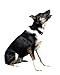 Pet Tag Classic No Bark Collar, Black, Large.