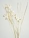 20 Mini Night Jasmine Sola Wood Stem and Branch Reed Diffuser Arrangement for Home Fragrance Aroma Oil by Plawanature