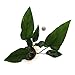 SubstrateSource Anubias hastifolia Arrowhead Live Aquatic Aquarium Plant
