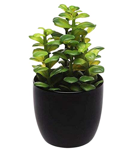 ECO OCEAN 1 Live Indoor home Good Luck Button | Jade Plant Feng Shui with Basic Black Plastic Pot (Lucky Plant Air Purifier) ( 1 Healthy Live Plant )
