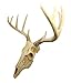 Ebros Gift Rustic Hunter Deer 10 Point Buck Skull Trophy Antlers Wall Mounted Plaque Trophy Decor Figurine 14.25