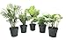 Collection of Five Large & Fantastic Clean Air Plants for Your Home or Office - Beautiful - Florist Quality - Golden Pothos - Parlor Palm - Fiddle Leaf Fig - Asparagus Plumosus - Snake Plant