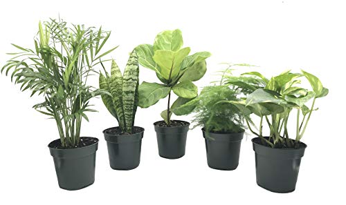 Collection of Five Large & Fantastic Clean Air Plants for Your Home or Office - Beautiful - Florist Quality - Golden Pothos - Parlor Palm - Fiddle Leaf Fig - Asparagus Plumosus - Snake Plant