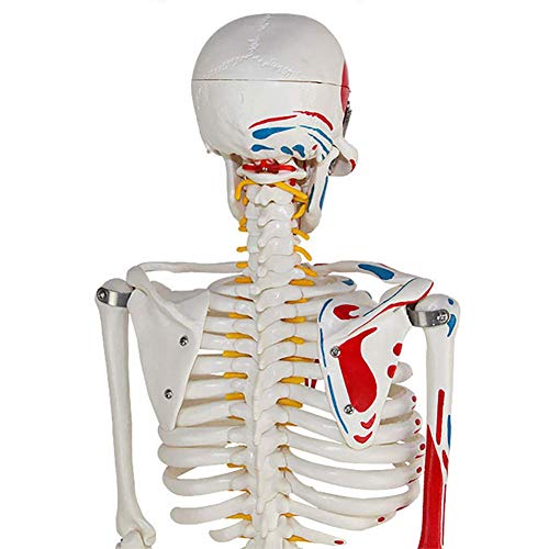 ZQDL 85CM Human Skeleton Model with The Half-Muscle Coloring Point Spine Nerve Medical Teaching Equipment - Thumbnail 5