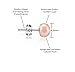 PAVOI Pink to Peach Stud Pearl Earrings for the National Breast Cancer Foundation - Freshwater Cultured AAA+ 8mm
