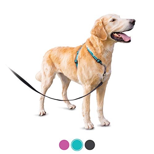 petsafe leash