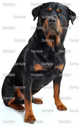 rottweiler hunting dog