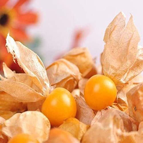 Mggsndi 60Pcs Physalis Alkekengi Seeds Garden Fruit Growing Yard Bonsai Decor Plant - Heirloom Non GMO - Seeds for Planting an Indoor and Outdoor Garden Red Physalis Alkekengi - Thumbnail 4