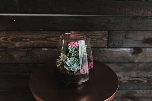 Signature Glass Terrarium - Indoor Succulent Garden (Plants Included)