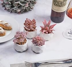 VIVERIE Mini Succulents Plants Artificial in