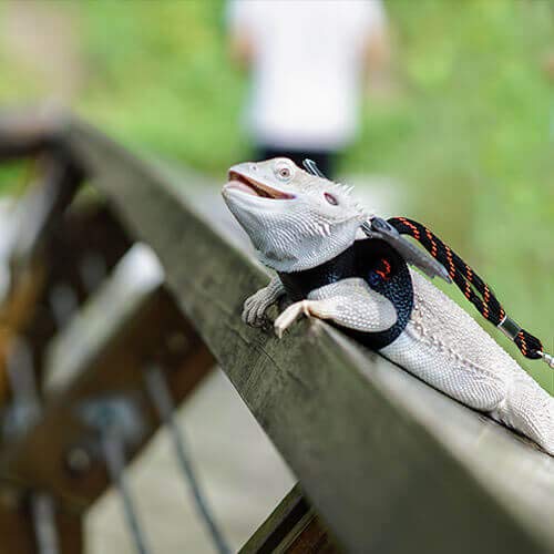 WATFOON Adjustable Bearded Dragon Harness Leash Pet-Friendly Leather Collar, 3 Pack (Different Size S, M, L) Reptile Lizard Leash for Reptiles Amphibians and Small Pet Animals, 5 Color Option (Black) - Thumbnail 3