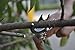SHVIRO Garden Pruner Shears - Bypass Pruner Design - Curved Blades and Efficient Pruning of Shrubs, Branches, etc. - Sharp Stainless Steel Blades - Sturdy and Durable Design