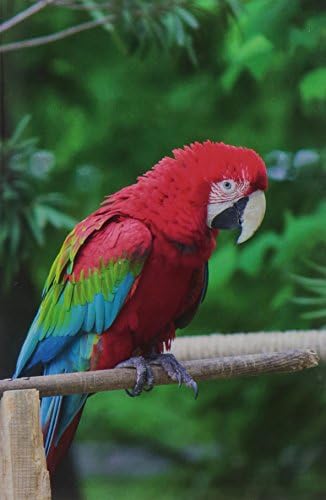 Macaw Parrot vol.1 Notebook & Journal. Productivity Work Planner & Idea Notepad: Brainstorm Thoughts, Self Discovery, To Do List