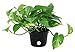 Costa Farms Golden Pothos Devil's Ivy Live Indoor Plant, 6-Inch