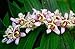 Miyazaki Toad Lily 10 Seeds -Tricyrtis- Shade Perennial