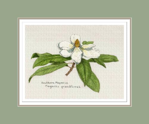 Southern Magnolia, Botanical Print By Peggy Duke, Double Matted, High Quality Giclee Print (Light Olive Green, 11 X 14)