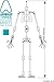 Anibild® Three Professional Armature