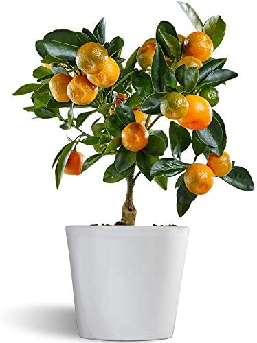 Calamondin - naranjo enano de interior - cítricos comestibles ...