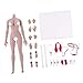 Flameer 1:6th Super-Flexible Female Stainless Steel Body with Hands Feet for Phicen Figure Doll Toy New Wheat Skin