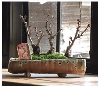 Amazon 桜盆栽の寄せ植え桜 桜並木 ミニ桜で自宅で お花見気分を満喫 お祝いにはサクラ盆栽 花 観葉植物 フラワーギフト オンライン通販