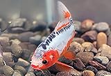 Discount Koi Overnight | 5 Live Koi 4" to