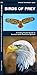 Birds of Prey: A Folding Pocket Guide to Familiar North American Raptors (Nature Observation North America)