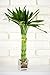 Elegant Twist Braid Unique Lucky Bamboo Plant Arrangement