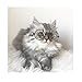Stock Show Funny Cute Dog Cat Retro Fashion Sunglasses Glasses Transparent Eye-wear Puppy Cat Teacher Bachelor Cosplay Glasses Pet Photos Props for Small Dog Cat Costume