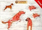Canine Muscular Anatomy Chart, Anatomical Chart Company Staff, 1587795043