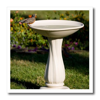 3drose ht_206854_2 american robin at bird bath marion, …