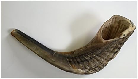 Alef Judaica Rosh Hashanah Shofar - 14 Inches