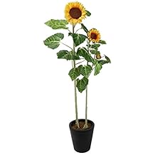 Brisa punto grande de 63