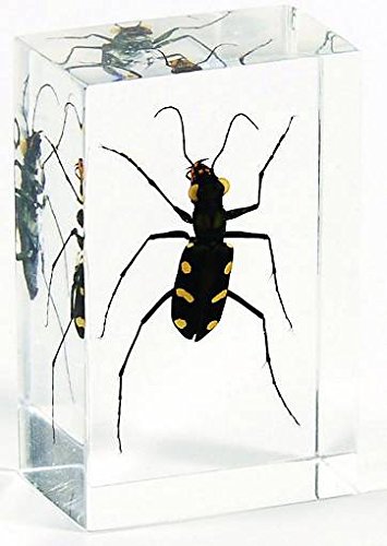 Tiger beetle specimen paperweight for science education…