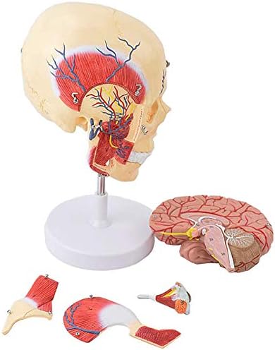 GHTTHJ Human Skull Brain Anatomical Model Disassembled Anatomical Human Masticatory Muscle Model Medical Educational Training Aid
