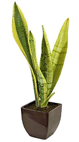 Parbhat Nursery Snake Plant Sansevieria With 5 High Quality Plastic Pot Amazon In Garden Outdoors