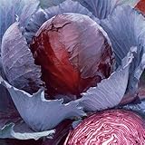 Park Seed Red Express Purple Red Cabbage