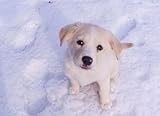 Massive Book of Puppy Names: Over 1000 Puppy Names!