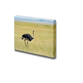 Canvas Prints Wall Art - Ostrich Walking on Plain | Modern Wall Decor/Home Decoration Stretched Gallery Canvas Wrap Giclee Print. Ready to Hang - 12" x 18"