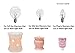 6 Pack 25 Watts Scentsy Light Bulb Replacement for 25WLITE Scentsy Full Size Warmer, Candle Wax Melt Warmer E12 Base Globe Incandescent Dimmable Wax Bulb